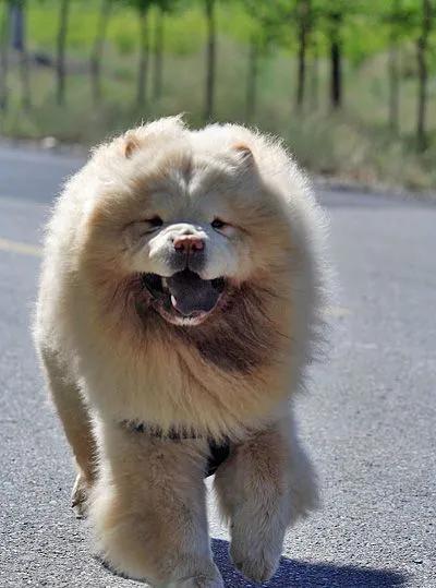 微笑狗为什么吓人 背景故事来自于恐怖传说其实这个事件