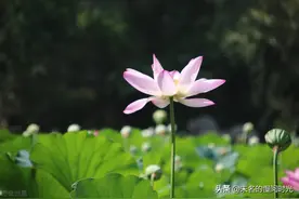 “李佳琦停播23天”：他不是败给了同行，只是不再被需要图片