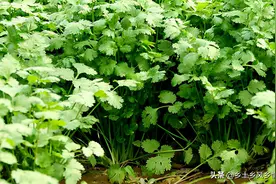 香菜生长期多少天？30年种菜经验的老农告诉你图片