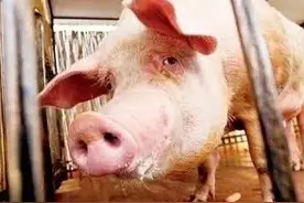 八种处死病残猪方法，最快的只需30秒图片