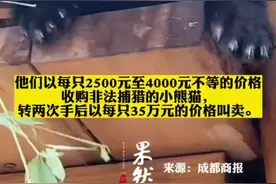 一团伙猎捕收售小熊猫已被采取刑事强制措施图片