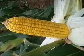 2022玉米最新价格：多少钱一斤？下半年价格趋势如何？图片