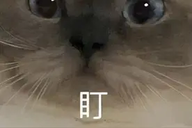 患癌日本友人：“我要回国了，我喂的流浪猫拜托大家了。”图片