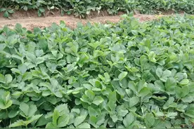 建德红草莓苗秋季报价 建德红草莓苗5月份浇水注意事项图片
