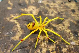 趣谈蜘蛛（第9弹）：永远微笑的蜘蛛图片