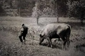 东北老农放牛意外发现山洞中的宝藏，日本人得知后竟要求归还图片