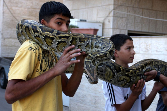 巨蟒对战鲨鱼,蟒蛇按摩,触摸鲨鱼,这么恐怖的娱乐项目你敢玩吗?