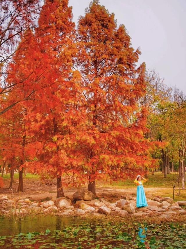 最新实拍！烟台鱼鸟河“顶级秋色”加载中