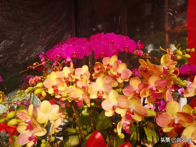 零差评！当氨基酸益生菌草莓碰上年宵花，这个春节既喜庆又甜蜜