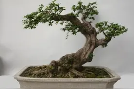 养坯为什么会枯桩？解析树桩盆景养坯枯桩的5大原因图片