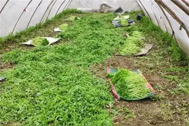 发展种植多年，却仍一斤20元，12月又上市，炒腊肉是一绝图片