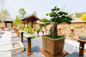 普宁雀舌黄杨雅美如画，“活古董”点绿成金富美乡村｜广东花卉产业高质量发展深调研①图片