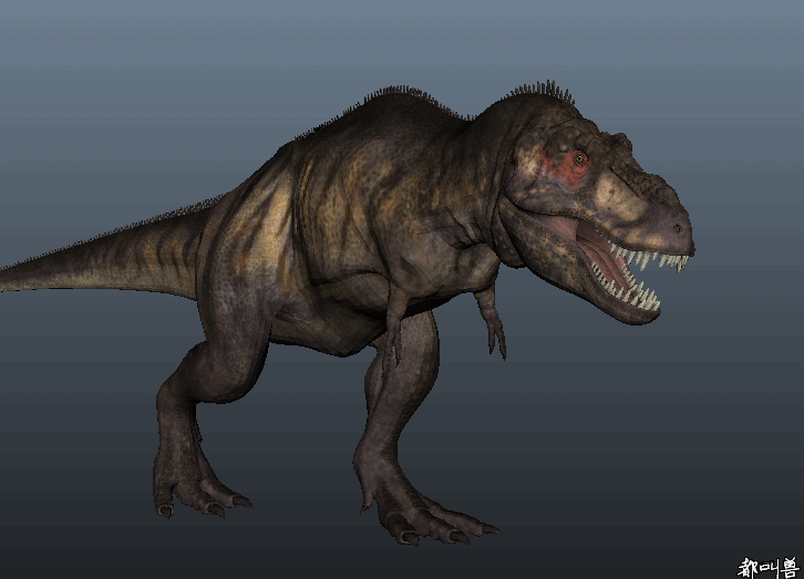依据科学家的复原模型,霸王龙的咬合力在12万牛顿多余,嘴巴末端最大
