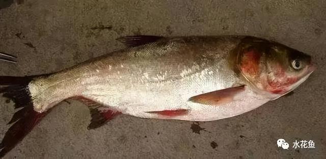 简析疑难杂症——鱼类败血症的防控：难治的集多症状于一身的鱼病