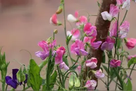 四五月花开灿烂的香豌豆，花朵闻起来特别香，但不建议随意种图片