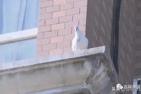 长期投喂致野鸽子“扎堆儿”，邻居苦不堪言图片