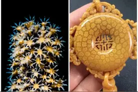 为什么买珊瑚玉？图片