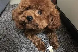 养泰迪7年，说一些很有用的经验（全干货）图片