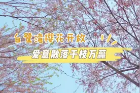 寻找最美春天丨白鹭湾樱花开放，爱意散落千枝万蕊图片