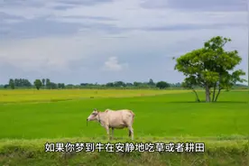 梦境解析之梦见牛图片