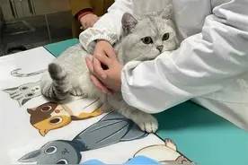 宠物知识：猫咪得了胰腺炎有什么症状?猫咪胰腺炎应该怎么治?图片