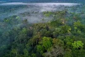 亚马逊雨林有多可怕？面积比半个美国还大，有当地人不敢下河游泳图片