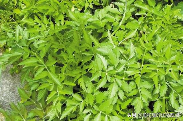 踏春必备“百草图”之三，身边那些有价值的野草，你能认识几种？