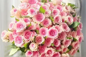 40款最美玫瑰大合集，或优雅、或精致、或仙气…你喜欢哪款？图片