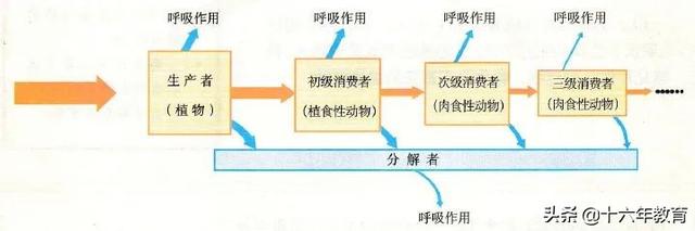 高中生物重要生化知识图解记忆（建议收藏）