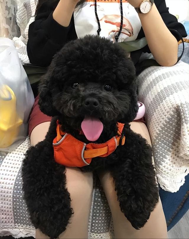 告诉你一个秘密:养泰迪,千万别养"黑"的