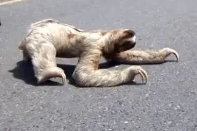 最懒的动物——树獭图片