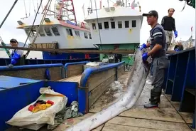 浙江渔民捕获一条“带鱼王”，长3米，重百斤，为何只卖了1000元图片