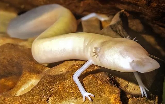 除12年一次的交配，其它时间都基本静止，它们是地球上最懒的生物