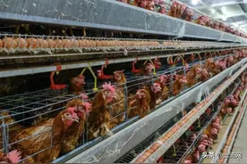 男子用手电吓死数千只鸡！鸡受了惊吓多久会死？会出现哪些症状？图片