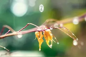 清润肺燥，补肺益气，白露养生食谱来了图片