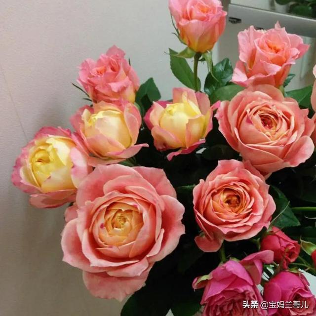 图片来源于网络侵删图片来源于网络侵删进口肯尼亚多头玫瑰,花朵娇艳