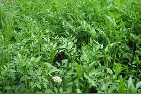 水芹菜，有没有毒，到底能不能吃啊?图片