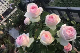 月季花界的“贵族”—蒙娜丽莎，美胜玫瑰，浓香四溢，你值得拥有图片
