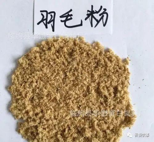 养猪的常用饲料介绍（专业文章建议收藏）