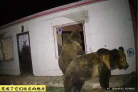 青海频发人熊冲突，棕熊盯上人类了？普通人如何应对野熊袭击？图片