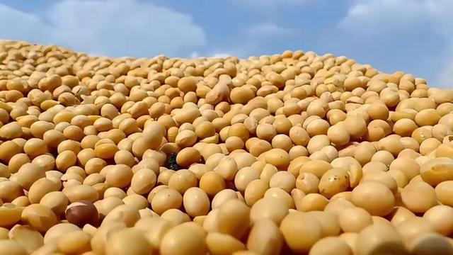 猝不及防，巴西大豆暴涨80%逼宫？中国终于亮出底牌，邻国狂喜！