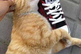 猫咪喜欢用身子蹭你，其实它是这样想的图片