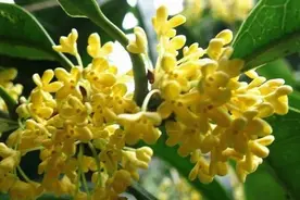 长柄金桂，是非常珍稀的桂花品种图片