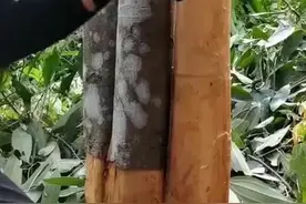 广西鲜桂皮收3.5元一斤，市场上干桂皮卖100~200元一斤，农户无奈图片