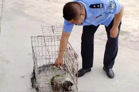 小貉子“改善伙食”溜进村民家偷鸡，被天桥岭森林民警救助后恋恋不舍回归野外图片