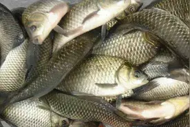 自制钓鱼药酒配方大全图片