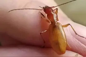 投毒！四川达州“暗夜精灵”穴胫步甲遭毒害：为卖爬宠搞生态灭杀图片