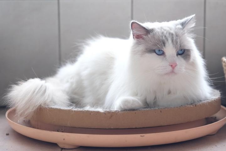 真水电分离,让小主子爱上喝水,宠咕咕猫咪饮水机