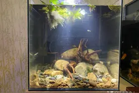 和鱼友分享40原生方缸开缸过程，养虾虎鱼，讲解详细，一学就会图片