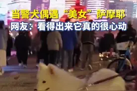 糟糕！对游客小狗心动的警犬被尾巴出卖内心图片